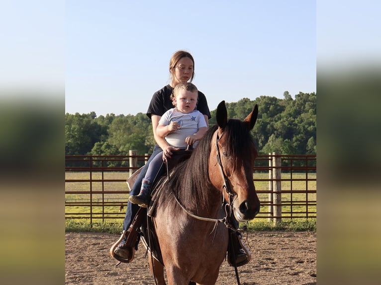 Frisones Mestizo Caballo castrado 4 años 160 cm Castaño-ruano in Auburn, KY