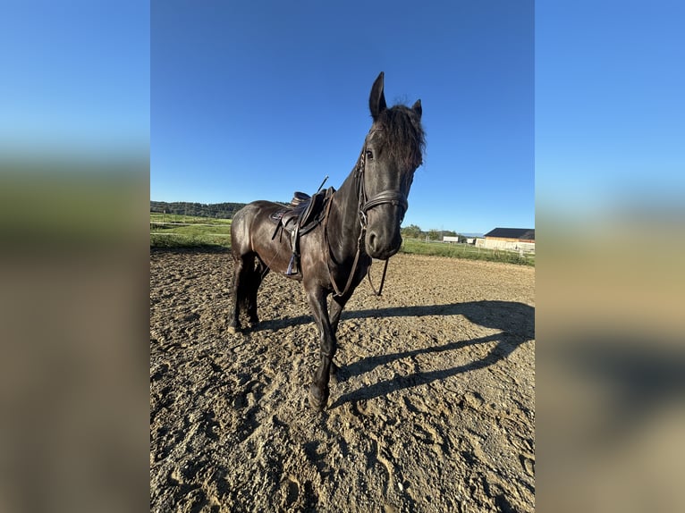 Frisones Caballo castrado 4 años 160 cm Negro in Wildon