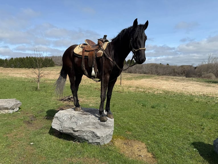 Frisones Caballo castrado 4 años 160 cm Negro in Warsaw KY