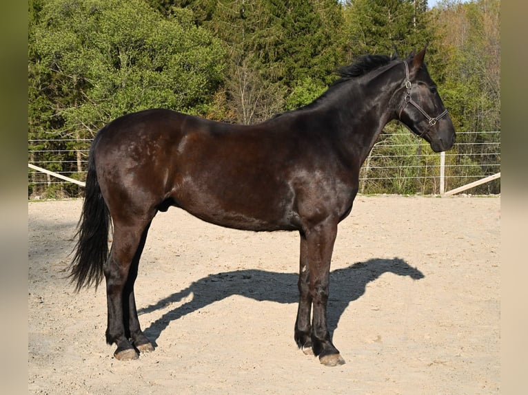 Frisones Caballo castrado 4 años 160 cm Negro in Warsaw KY