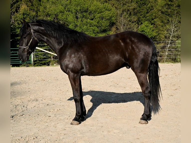 Frisones Caballo castrado 4 años 160 cm Negro in Warsaw KY