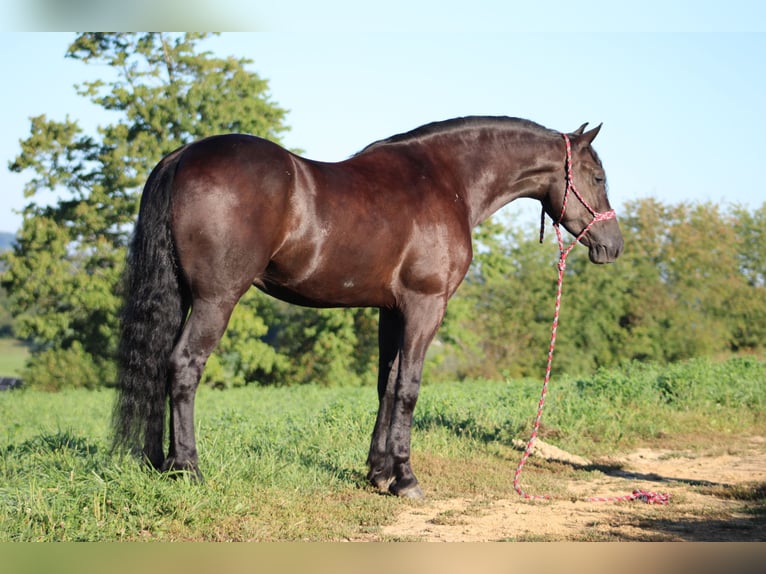 Frisones Mestizo Caballo castrado 4 años 160 cm Negro in Baltic, OH