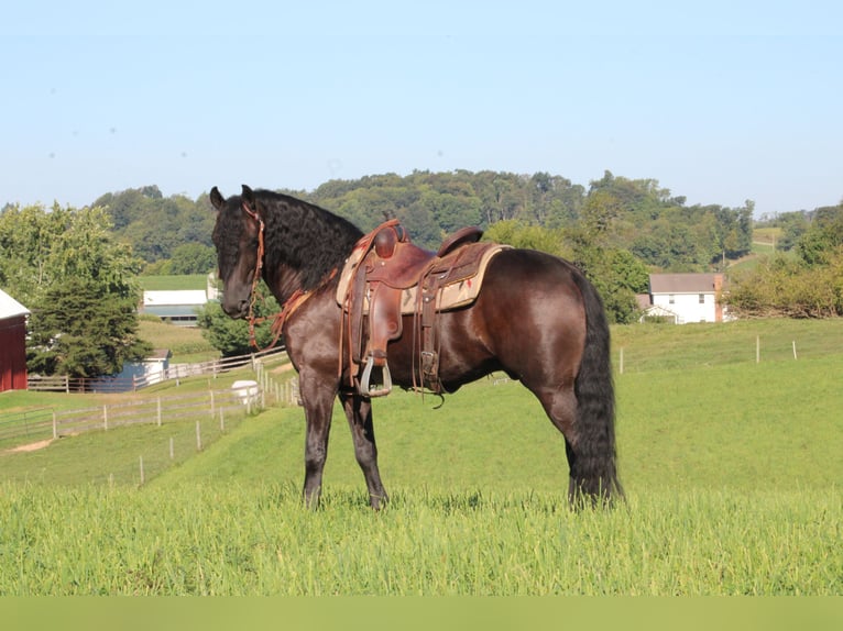 Frisones Mestizo Caballo castrado 4 años 160 cm Negro in Baltic, OH