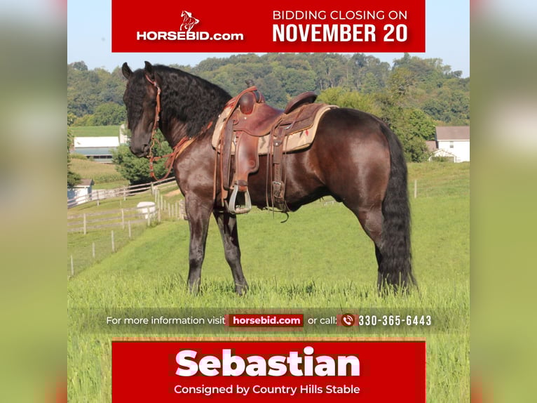Frisones Mestizo Caballo castrado 4 años 160 cm Negro in Baltic, OH