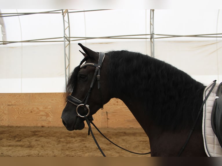 Frisones Mestizo Caballo castrado 4 años 160 cm Negro in Baltic, OH