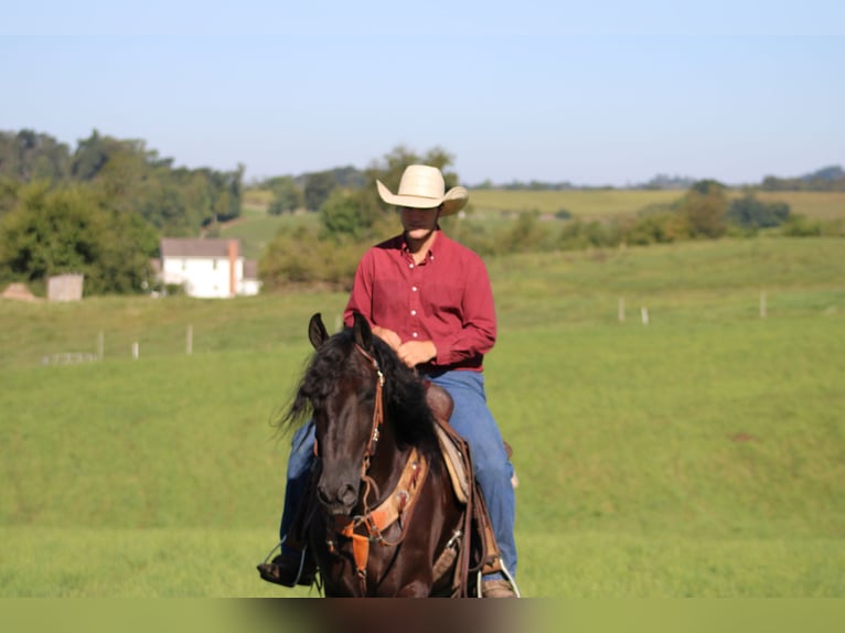 Frisones Mestizo Caballo castrado 4 años 160 cm Negro in Baltic, OH
