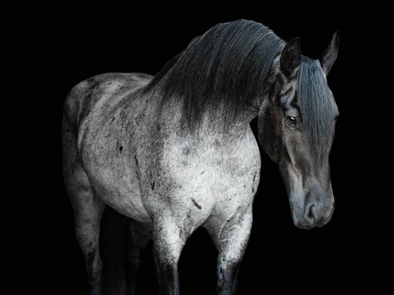 Frisones Mestizo Caballo castrado 4 años 160 cm Ruano azulado in Auburn, KY