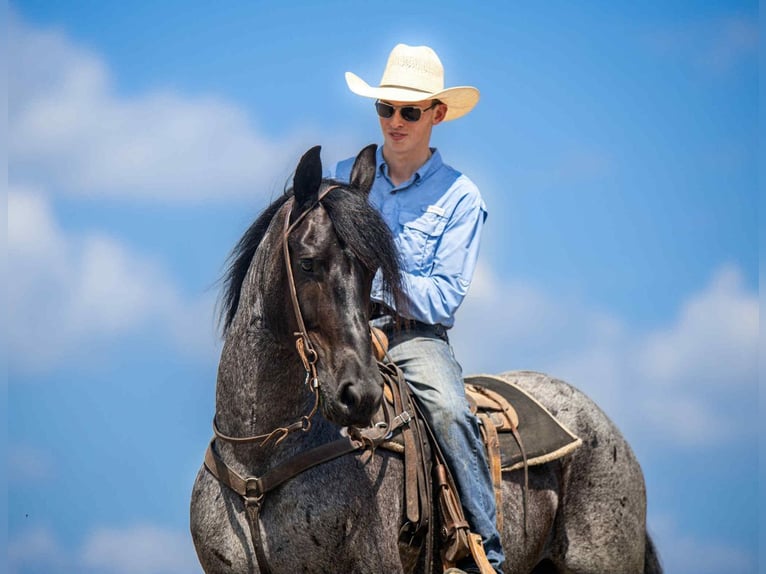 Frisones Mestizo Caballo castrado 4 años 160 cm Ruano azulado in Auburn, KY