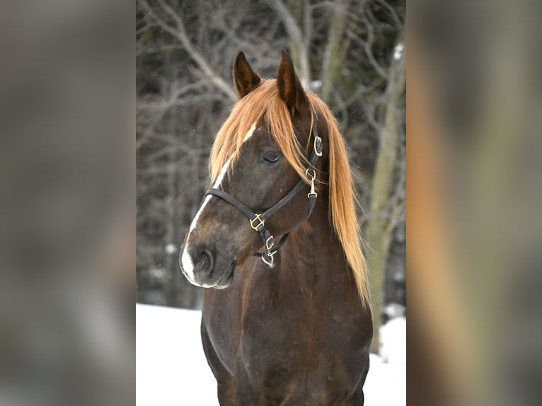 Frisones Caballo castrado 4 años 163 cm Alazán-tostado in Warsaw