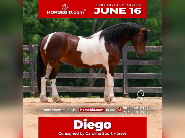 Frisones Caballo castrado 4 años 163 cm in Clover, SC