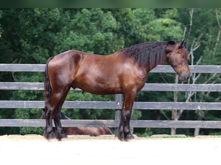 Frisones Mestizo Caballo castrado 4 años 163 cm Negro in Clover, SC