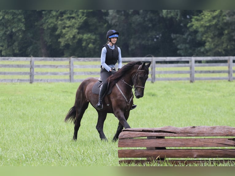 Frisones Mestizo Caballo castrado 4 años 163 cm Negro in Clover, SC