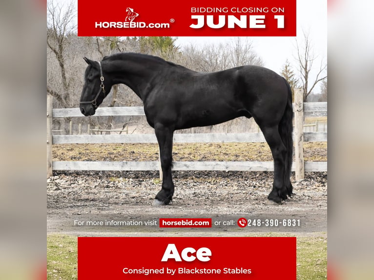 Frisones Caballo castrado 4 años 163 cm Negro in Howell