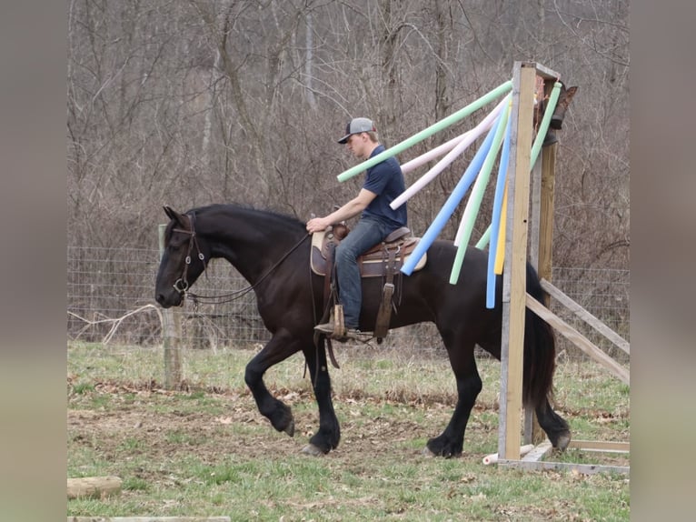 Frisones Caballo castrado 4 años 163 cm Negro in Howell