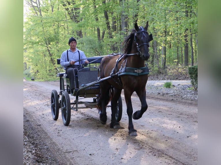 Frisones Caballo castrado 4 años 163 cm Negro in Howell