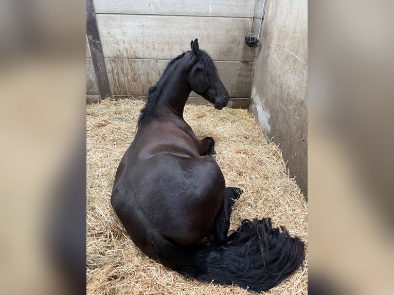 Frisones Caballo castrado 4 años 163 cm Negro in Luxemburg
