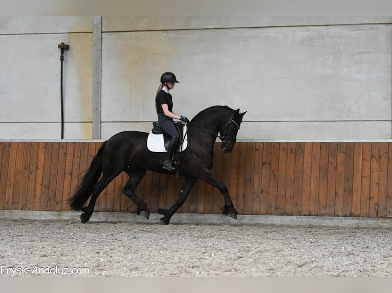 Frisones Caballo castrado 4 años 163 cm Negro in Mijnsheerenland