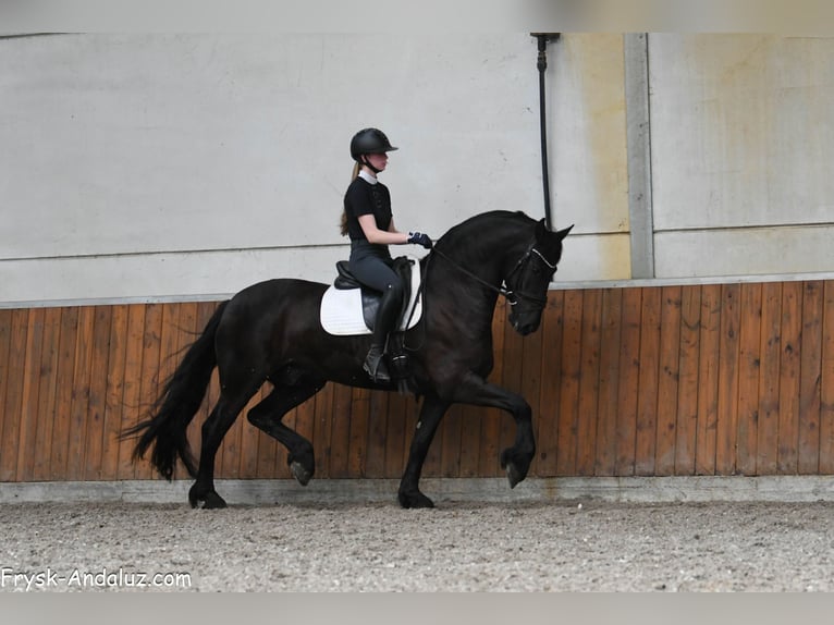 Frisones Caballo castrado 4 años 163 cm Negro in Mijnsheerenland