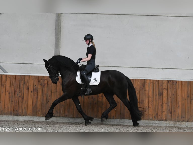 Frisones Caballo castrado 4 años 163 cm Negro in Mijnsheerenland