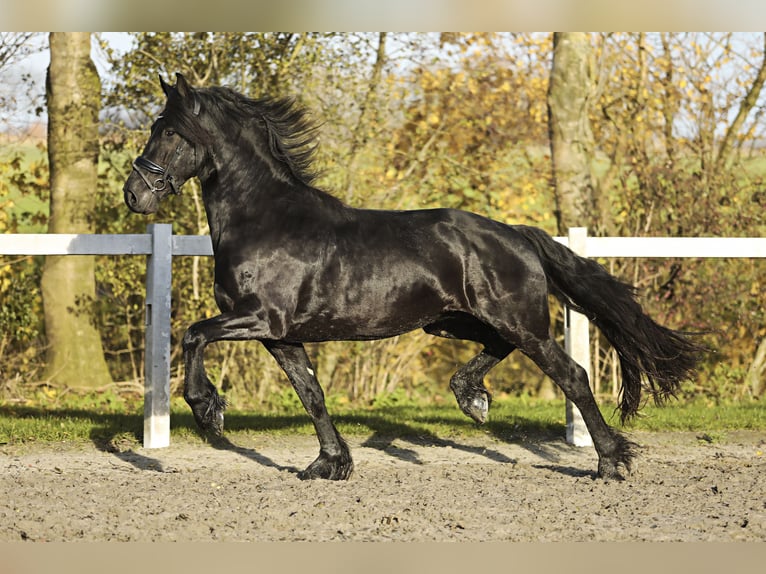 Frisones Caballo castrado 4 años 164 cm Negro in Britswert