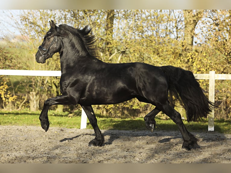 Frisones Caballo castrado 4 años 164 cm Negro in Britswert