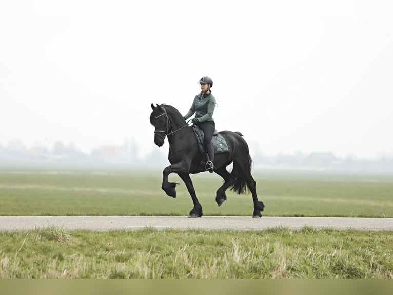 Frisones Caballo castrado 4 años 164 cm Negro in Britswert