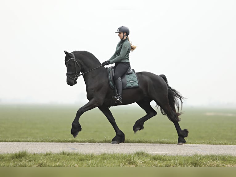 Frisones Caballo castrado 4 años 164 cm Negro in Britswert