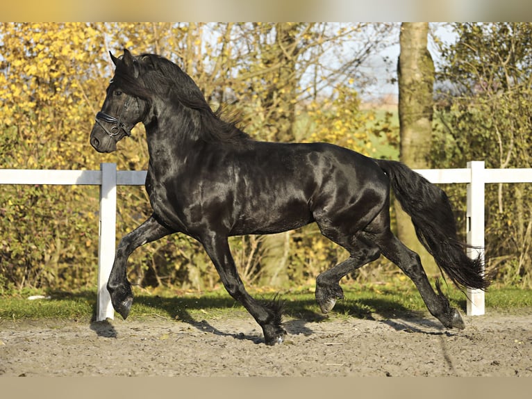 Frisones Caballo castrado 4 años 164 cm Negro in Britswert