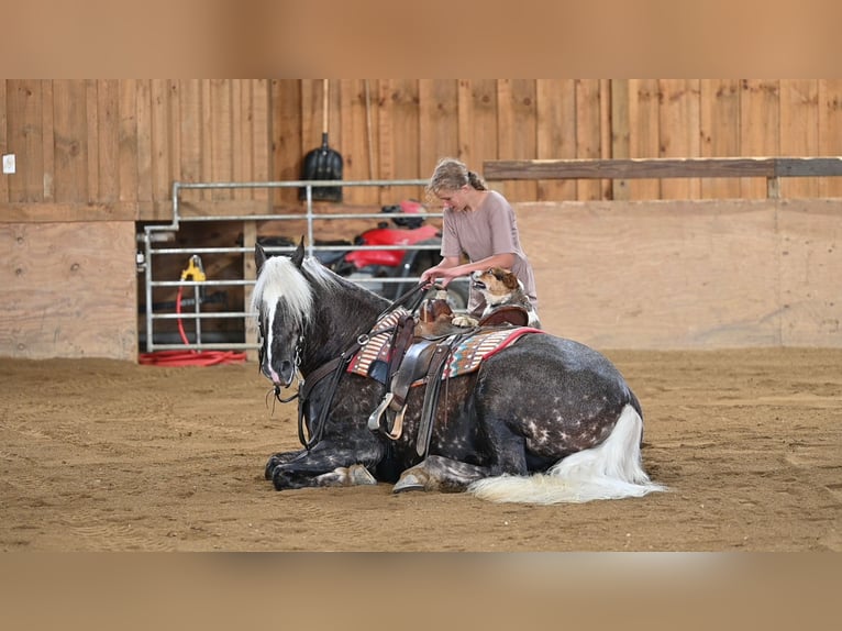 Frisones Mestizo Caballo castrado 4 años 165 cm in Millersburg, OH