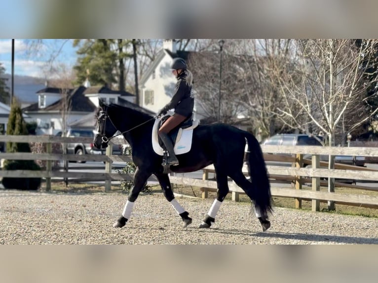 Frisones Mestizo Caballo castrado 4 años 165 cm Negro in Gap