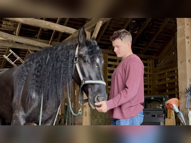 Frisones Mestizo Caballo castrado 4 años 165 cm Negro in Gap