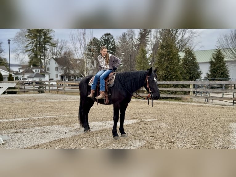 Frisones Mestizo Caballo castrado 4 años 165 cm Negro in Gap