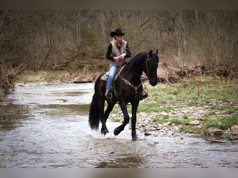 Frisones Caballo castrado 4 años 165 cm Negro in Flemmingsburg KY