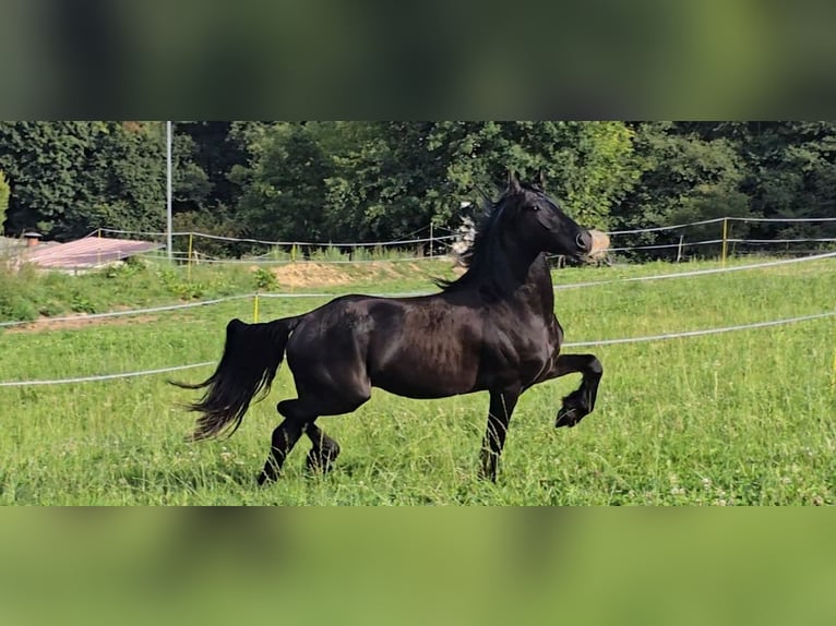 Frisones Caballo castrado 4 años 166 cm Negro in Michelstadt