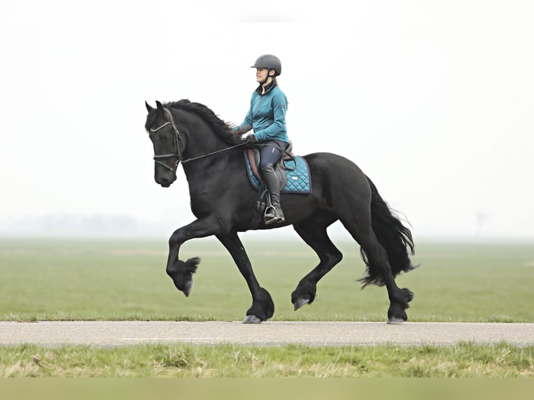 Frisones Caballo castrado 4 años 167 cm Negro in Britswert