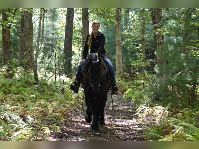 Frisones Caballo castrado 4 años 168 cm Negro in Rochester
