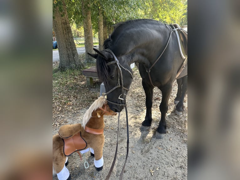 Frisones Caballo castrado 4 años 168 cm Negro in Rochester