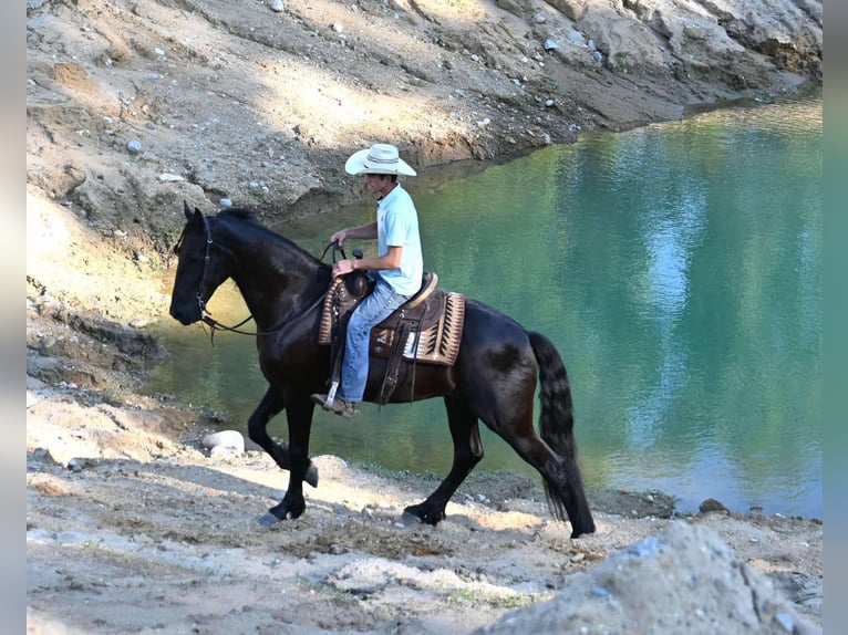 Frisones Mestizo Caballo castrado 4 años 168 cm Negro in Sturgis, MI