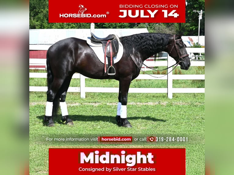 Frisones Mestizo Caballo castrado 4 años 168 cm Negro in Sturgis, MI