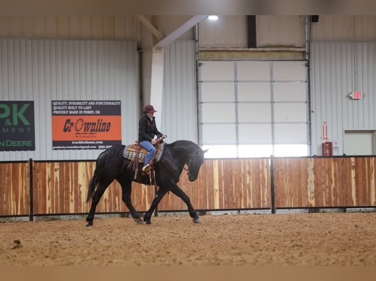 Frisones Mestizo Caballo castrado 4 años 168 cm Negro in Ripley