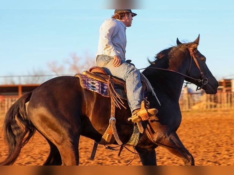Frisones Mestizo Caballo castrado 4 años 168 cm Negro in Ripley