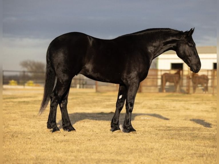 Frisones Mestizo Caballo castrado 4 años 168 cm Negro in Ripley