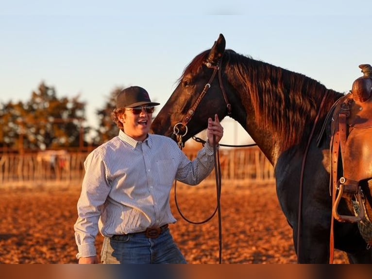 Frisones Mestizo Caballo castrado 4 años 168 cm Negro in Ripley