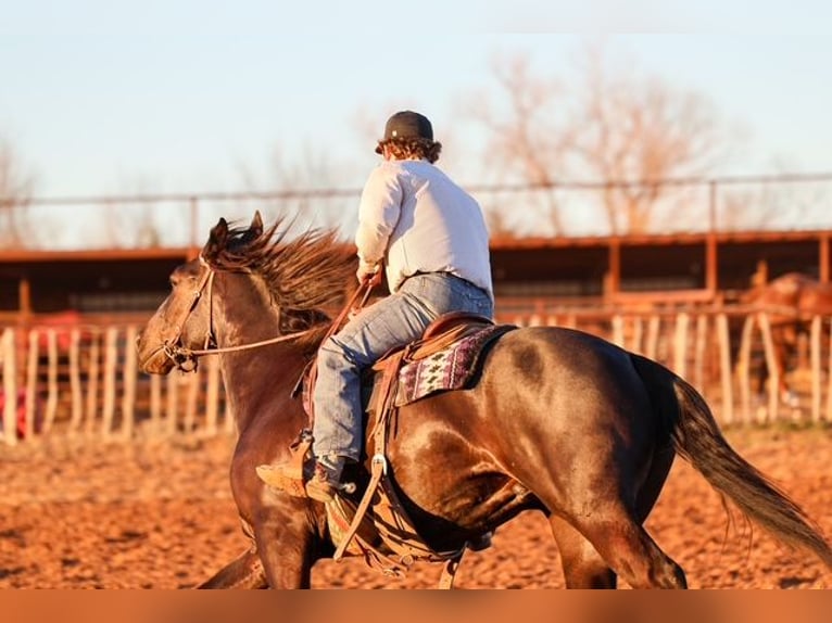 Frisones Mestizo Caballo castrado 4 años 168 cm Negro in Ripley