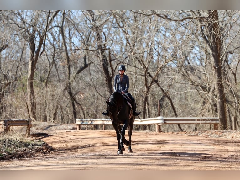 Frisones Mestizo Caballo castrado 4 años 168 cm Negro in Ripley
