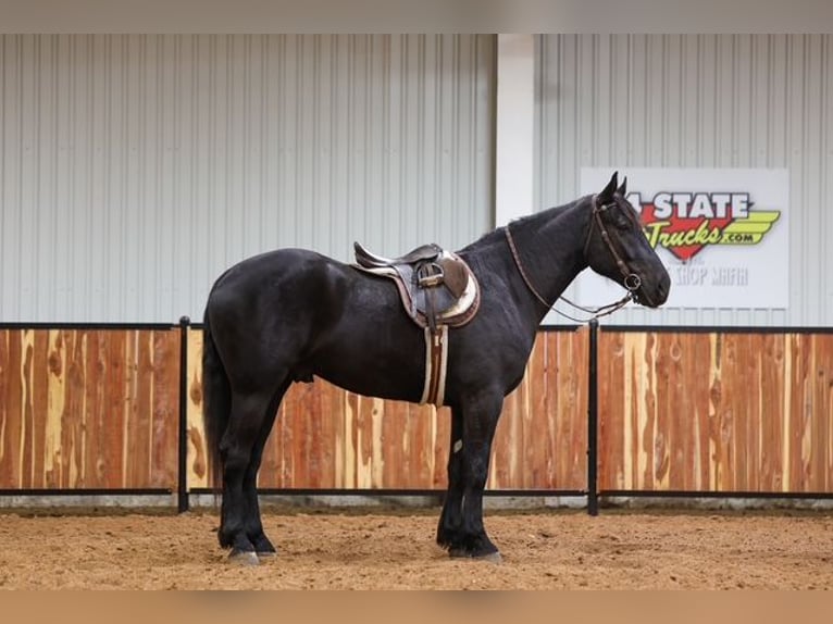 Frisones Mestizo Caballo castrado 4 años 168 cm Negro in Ripley