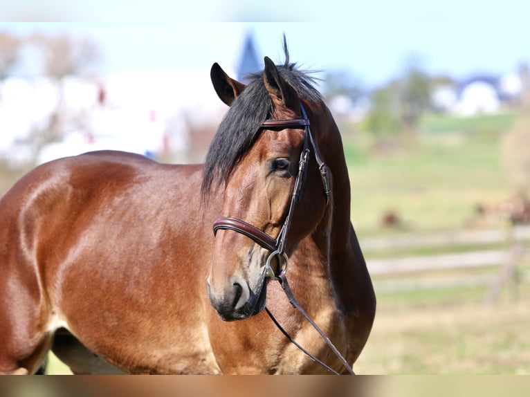Frisones Mestizo Caballo castrado 4 años 170 cm Castaño rojizo in Gap