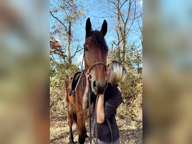 Frisones Mestizo Caballo castrado 4 años 170 cm Castaño rojizo in Gap