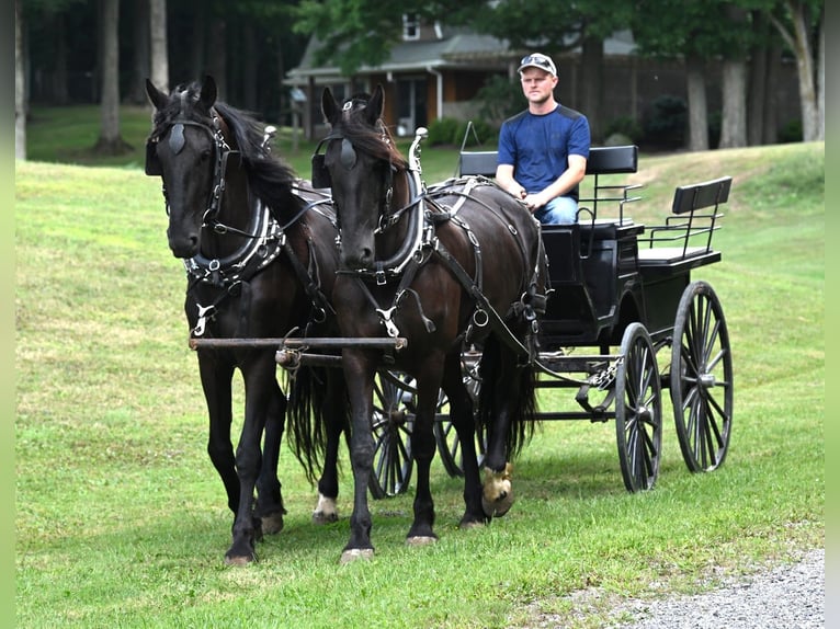 Frisones Mestizo Caballo castrado 4 años 170 cm Negro in Warsaw