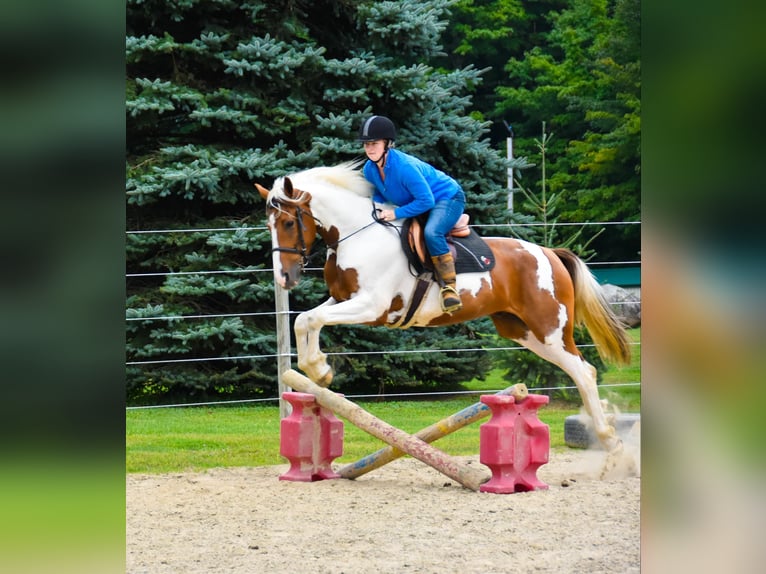 Frisones Caballo castrado 4 años Alazán-tostado in Warsaw NY